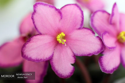 نمایشگاه گل و گیاه 